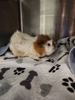 Rescue Guinea Pig Guinea Pigs for Adoption in Plano, Texas - Sandwich A212705 | PetCurious